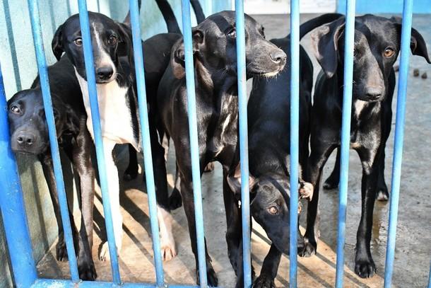 Sumaré inicia cadastros para Campanha de Castração