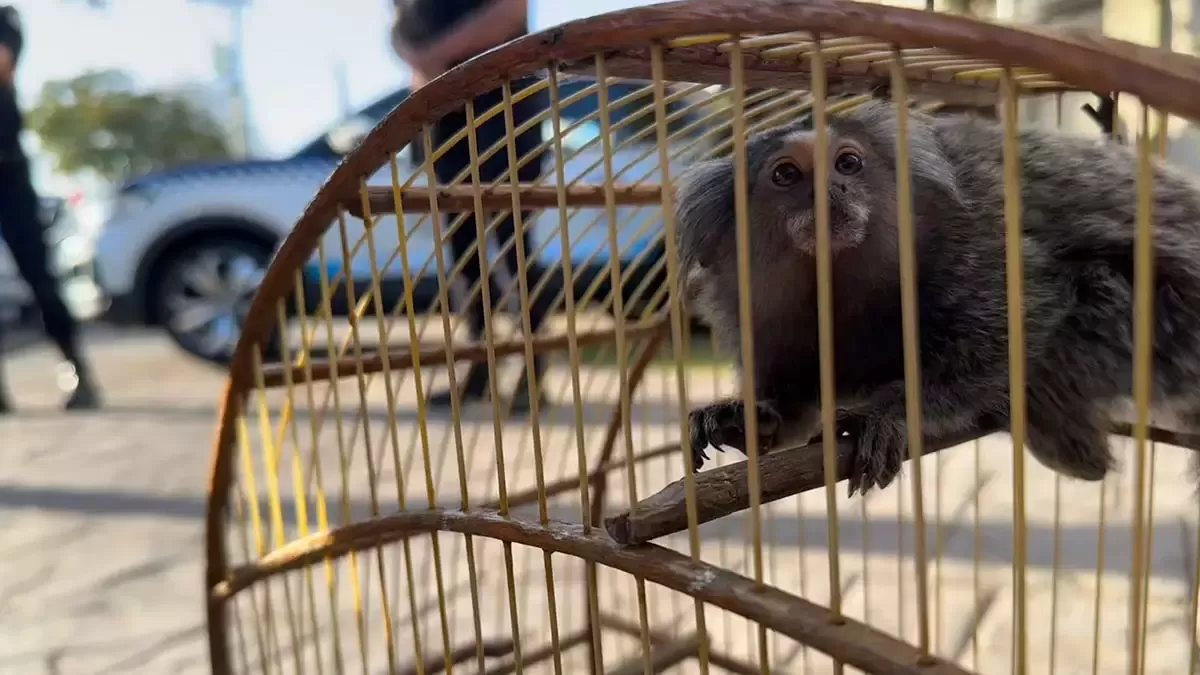 Homem é detido pela Gama após tentar vender sagui no Jardim Ipiranga