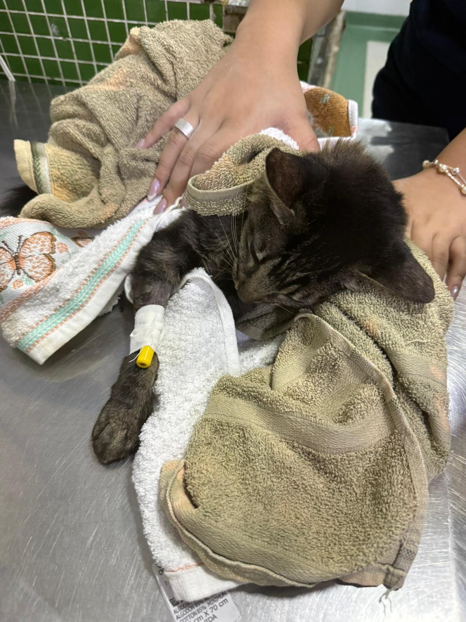 Gata Alma precisa de ajuda urgente: campanha busca R$ 3 mil para custear internação e exames veterinários